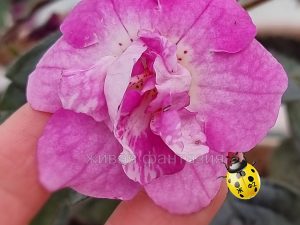 RF's Larisa Sabanovic(новинка)