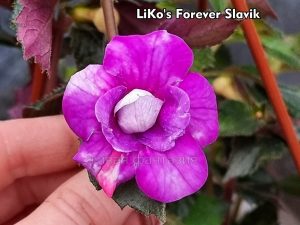 LiKo's Forever Slavik