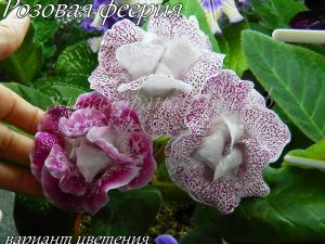 АО-Розовая феерия