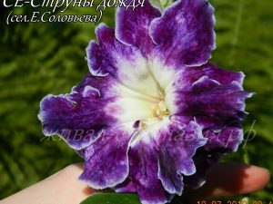 СЕ-Струны дождя