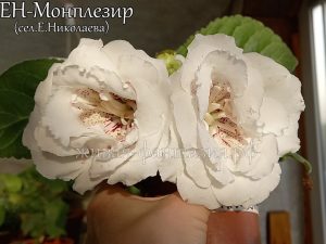 ЕН-Монплезир