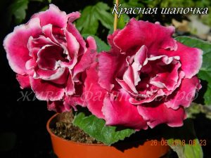 Красная шапочка