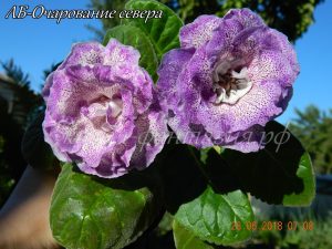 ЛБ-Очарование севера