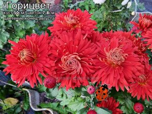 Горицвет