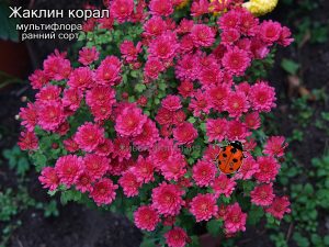 Жаклин корал(мультифлора)