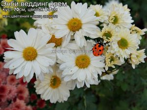 Энби веддинг крем